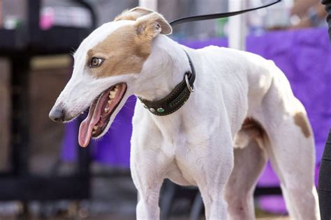 Whippet Reas Is Quickest Pup at Fastest Dogs USA, Running at Nearly 35 mph