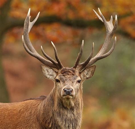 Red deer stag. | Stag deer, Animals wild, Red deer