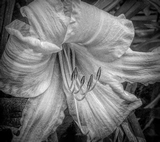 Daylilies of Lust and Sex | Dave Marcus | Flickr