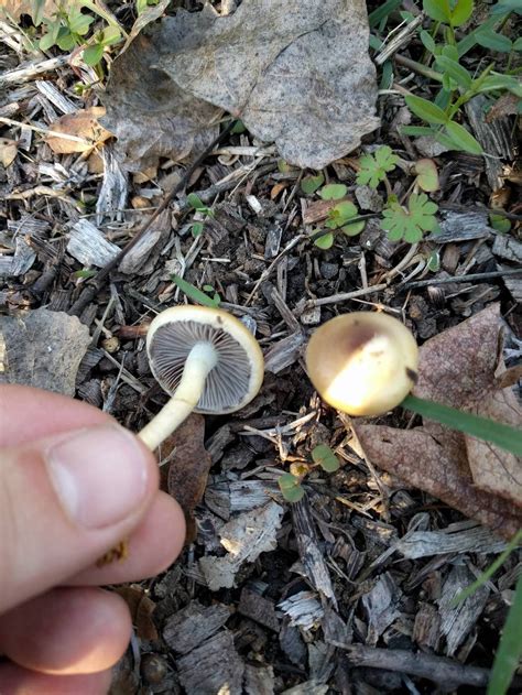 Are these Psilocybe stuntzii? - Mushroom Hunting and Identification - Shroomery Message Board