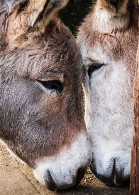 Looking for Donkey Facts? Here are 43 Interesting Facts About Donkeys | Storyteller Travel