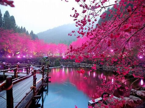 Cherry Blossom Lake, Sakura, Japan photo on Sunsurfer