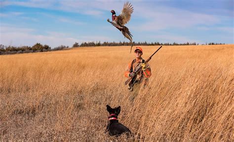 2024 South Dakota Pheasant Forecast - Annis Brianne