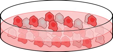 Clipart - Cell culture