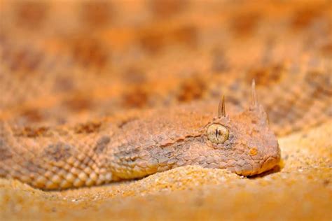 Horned Viper Snake Bite - Animals Around The Globe