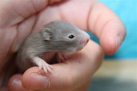 Free Images : mouse, mammal, rodent, fauna, rat, whiskers, vertebrate, nager, pest, gerbil ...