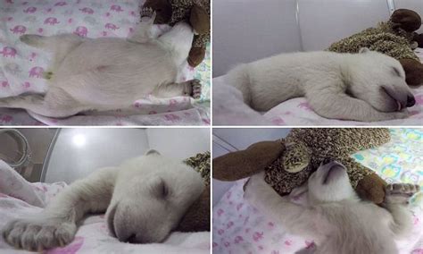 The cutest polar bear cub EVER: Snoring, fidgeting and napping next to her favorite teddy - five ...