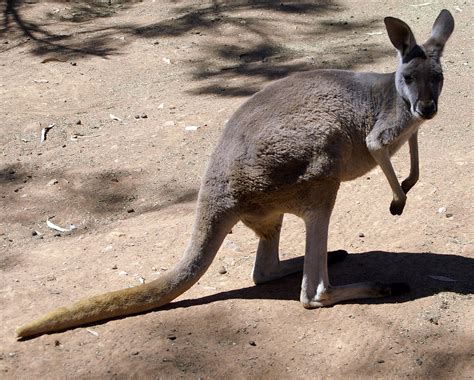 File:Female Red Kangaroo (Macropus rufus).jpg - Wikimedia Commons