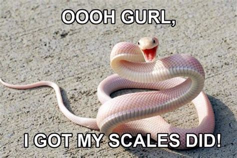 25 Very Funny Snake Meme Photos And Images