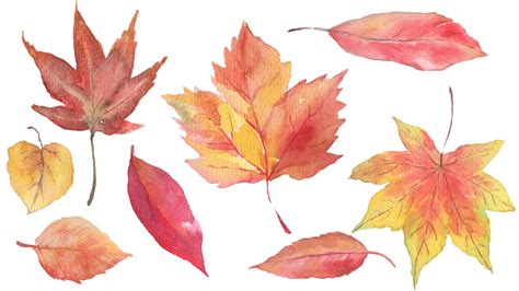 Watercolor autumn leaves By Mantiska | TheHungryJPEG