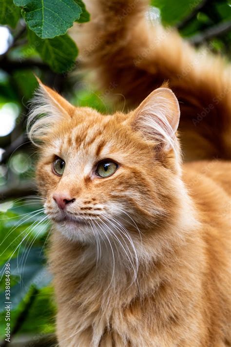 Chat roux aux yeux vert sur un fond de feuilles de figuiers foto de ...