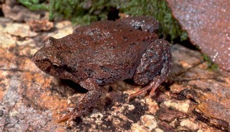 Eastern Smooth Frog | Biodiversity of the Western Volcanic Plains