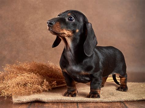 Miniature Dachshund Health Problems and prevention | UK Pets