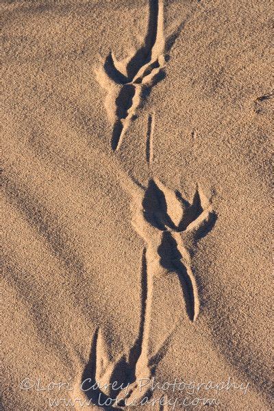 Roadrunner Tracks | Animal footprints, Animal tracks, Roadrunner art