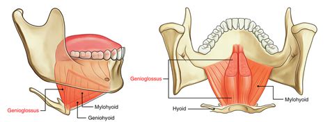 Genioglossus Muscle – Earth's Lab