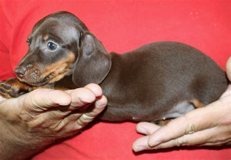 Dachshund Puppies For Sale | Castle Rock, CO #282093