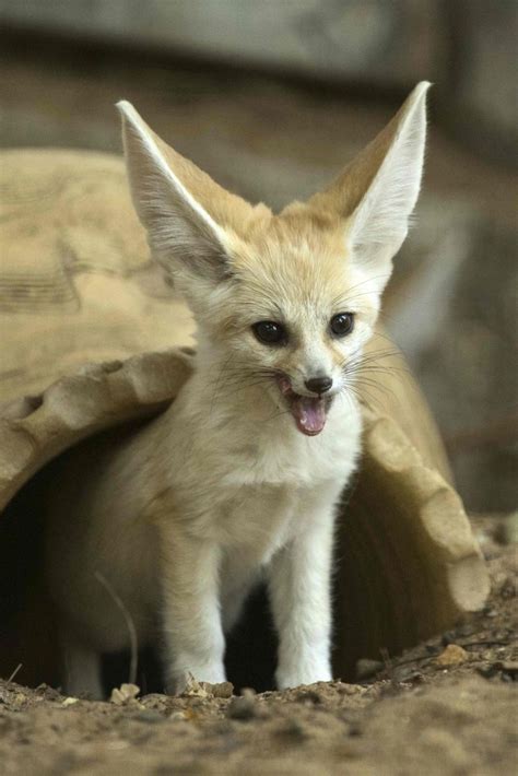 30+ Baby Fennec Fox Pet You Must Know - Baby Eye Color At 2 Months