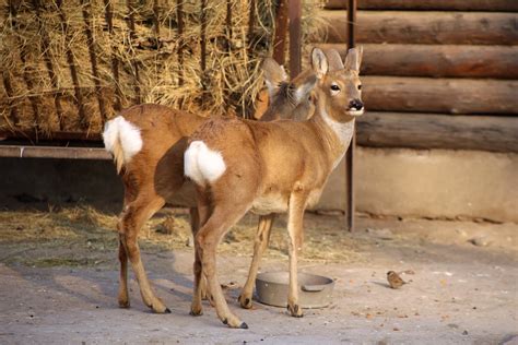 Siberian Roe Deer (Capreolus pygargus) - ZooChat