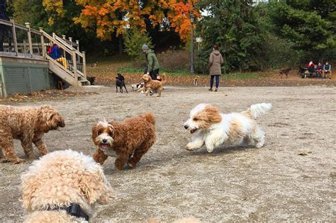 The Best Dog Parks in Toronto