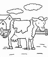 Cattle Coloring Pages  ColoringBay sketch template