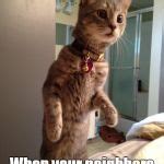 Cat Staring Meme Generator - Imgflip