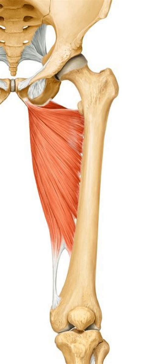 The Adductor Magnus - Muscle of The Month in 2020 | Muscle anatomy, Hip anatomy, Muscle