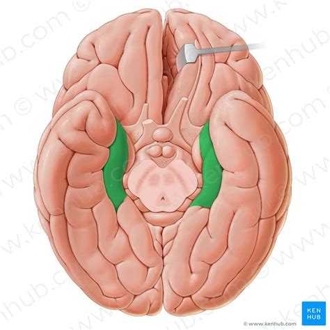 Gyrus Parahippocampalis | Medical school studying, Baby car seats, Structure and function