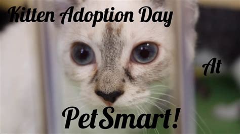 Kitten Adoption Day at PetSmart! - YouTube