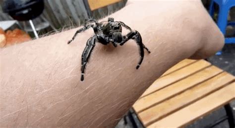 Nope, Nope, Nope!!! | Spider, Scary bugs, Creepy animals