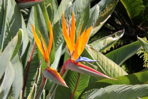 Birds of Paradise stock photo. Image of tropical, colors - 20107002