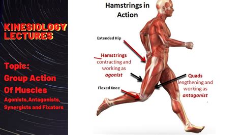 Group Action OF Muscles -(kinesiology) - Agonists , Antagonists , Synergists and Fixators - YouTube