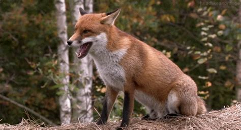 Fox GIF - Find & Share on GIPHY