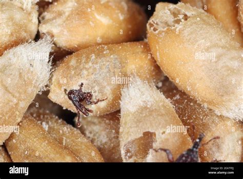 wheat weevil Sitophilus granarius beetle on damaged grain Stock Photo ...