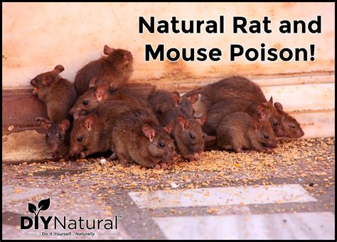 Natural Pet-Safe Rodent Poison With No-Kill Options - Safe Home DIY