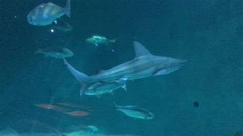 Aquarium of New Orleans with sharks, stingrays,turtles and other fish - YouTube