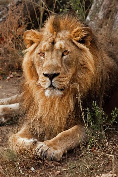 Powerful Male Lion With A Beautiful Mane Impressively Lies Again Pyrography by Michael Semenov ...