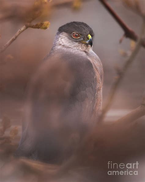 Cooper's Hawk #1 Photograph by Jami Bollschweiler - Fine Art America