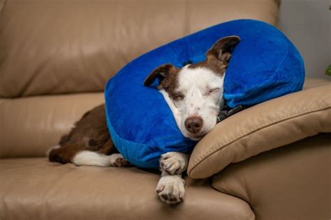 Can My Dog Sleep With An Inflatable Collar? Here's The Truth