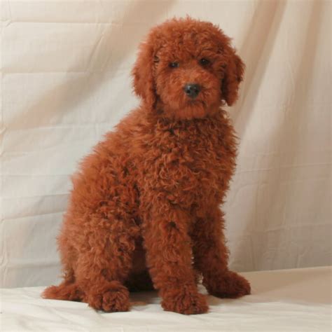 Moyen poodle characteristics, appearance and pictures