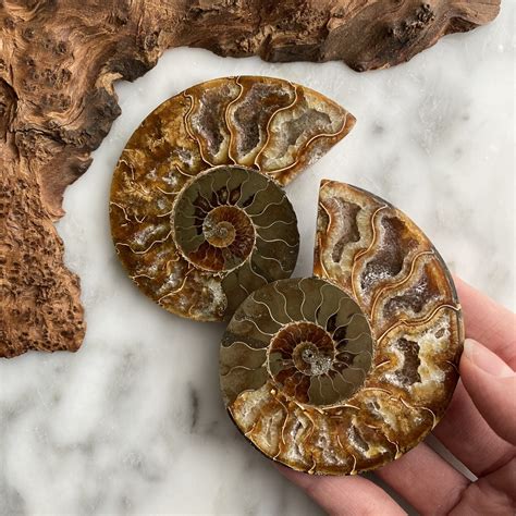 Top 68+ imagen ammonites fossil - Abzlocal.mx