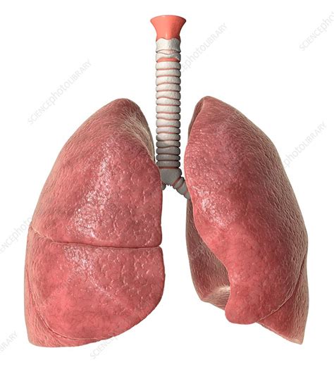 Human Lungs Anatomy