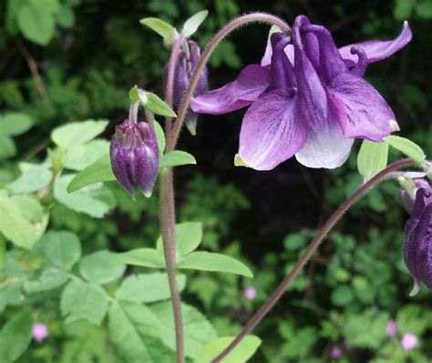 Native Plant of the Month: Columbines | SHADOW