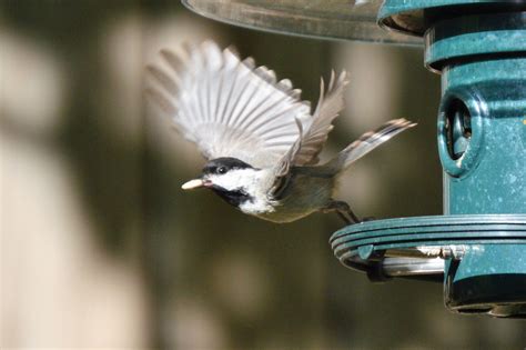 Chickadee Nest – Bird Ready(TM)