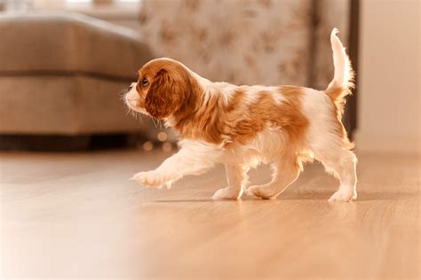 How to Train a Cavalier King Charles Spaniel Puppy – American Kennel Club