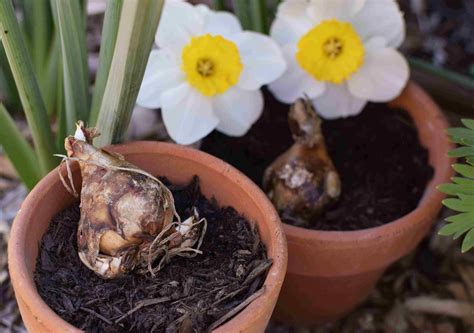 How To Store Daffodil Bulbs Until Planting | Chicago Land Gardening