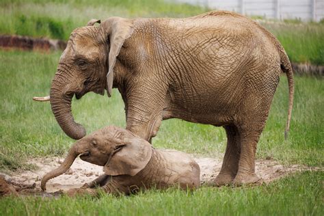 Mother And Baby Elephant Free Stock Photo - Public Domain Pictures
