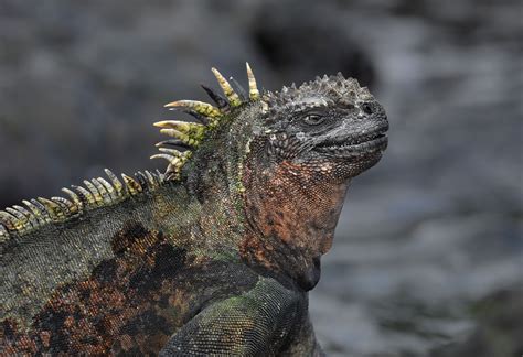 Marine Iguana, Galapagos by Morten Ross | Marine iguana, Iguana, Galapagos