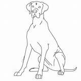 Great Dane Coloring Pages  Coloring Home sketch template