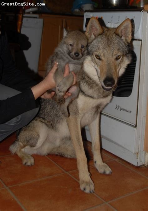 Kunming Wolfdog Puppies - Puppy Dog Gallery