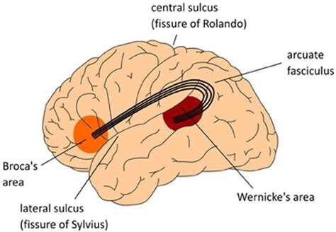 Broca and Wernicke Are Dead – It's Time to Rewrite the Neurobiology of Language - Neuroscience News